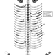 Drawing showing the uncovered rhino bones (in grey).